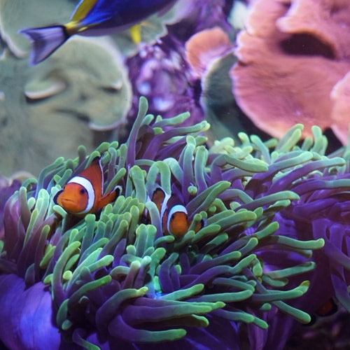 El Acuario de Sevilla ofrece algunas experiencias para parejas en Sevilla