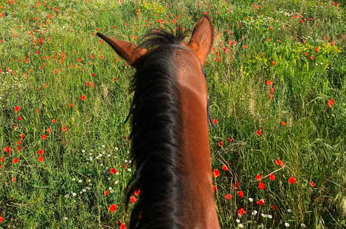 Un paseo a caballo por Montserrat es un excelente plan en pareja en Cataluña