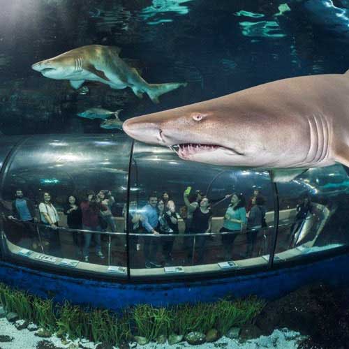 Visitar el Acuario de Barcelona es una bonita experiencia para parejas